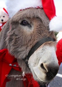 Christmas donkey
